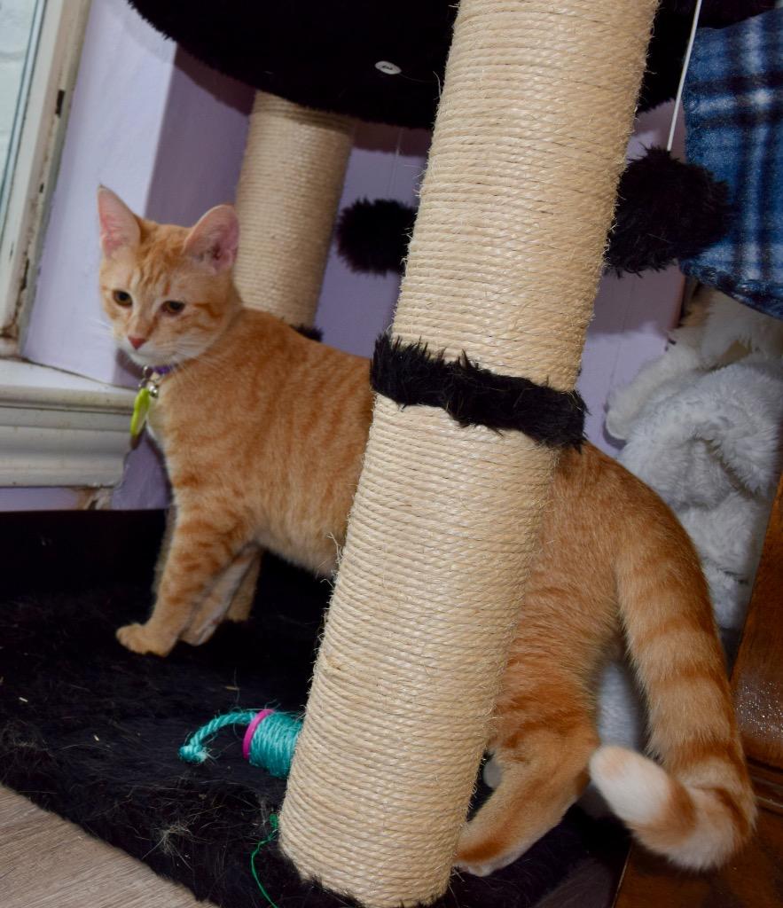 Ginger (sister of Brandy), Adoptable, Young Female Domestic Short Hair.