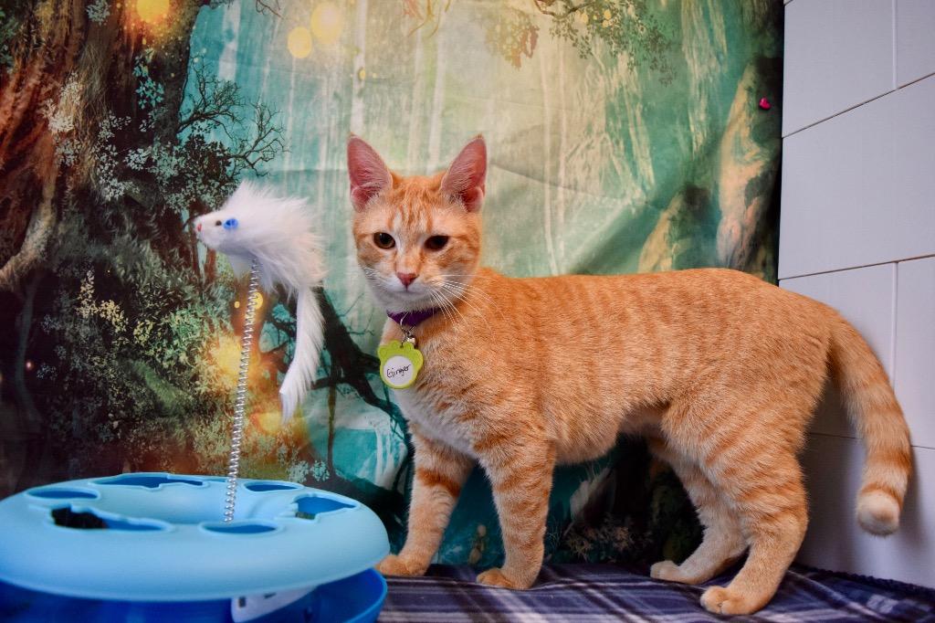 Ginger (sister of Brandy), a Adoptable Domestic Short Hair in Lewisville, TX image 3/6