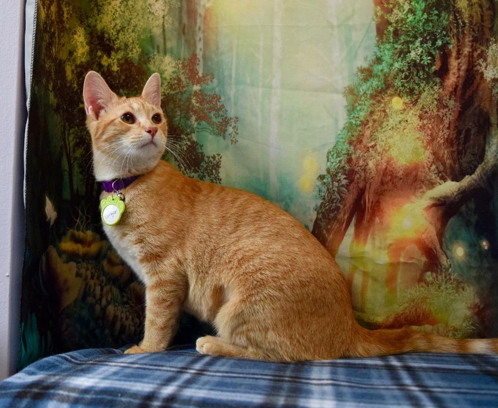 Ginger (sister of Brandy), a Adoptable Domestic Short Hair in Lewisville, TX image 5/6