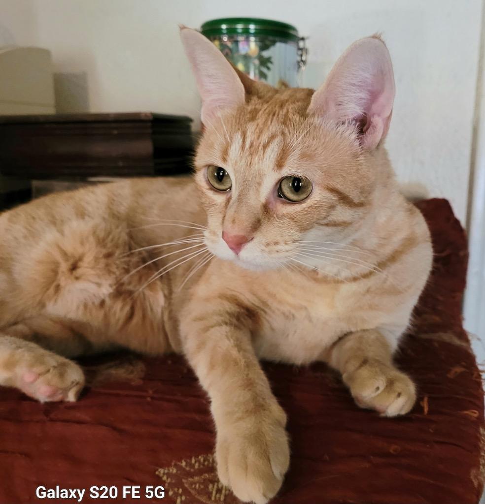 Ginger (sister of Brandy), a Adoptable Domestic Short Hair in Lewisville, TX image 6/6