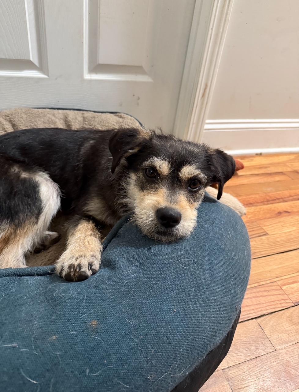 Toter, Adopted, Young Male Mixed Breed.