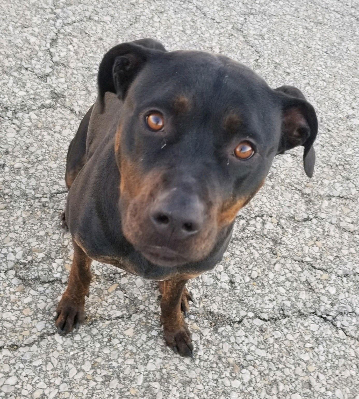 Bubba, a Adoptable Rottweiler in Topeka, KS image 2/4
