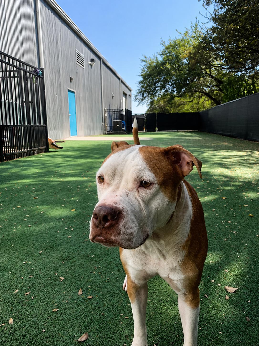 Enlarge Aurora, a Adoptable mixed breed in Windcrest, TX image 2/4