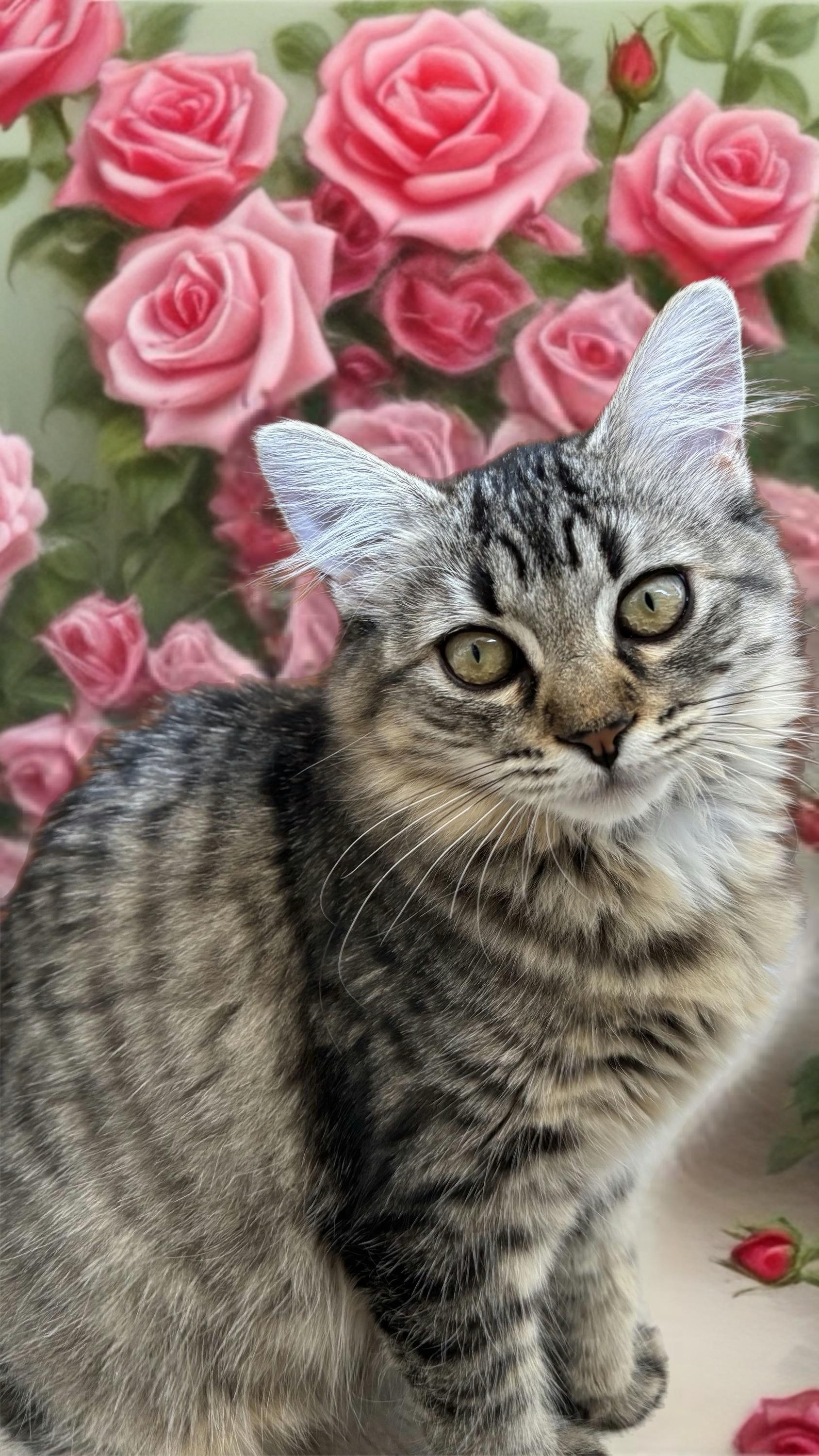 Willow, Adoptable, Kitten Female Domestic Medium Hair.