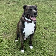 Enlarge Rocco, a Adoptable American Staffordshire Terrier in Portland, OR image 3/6