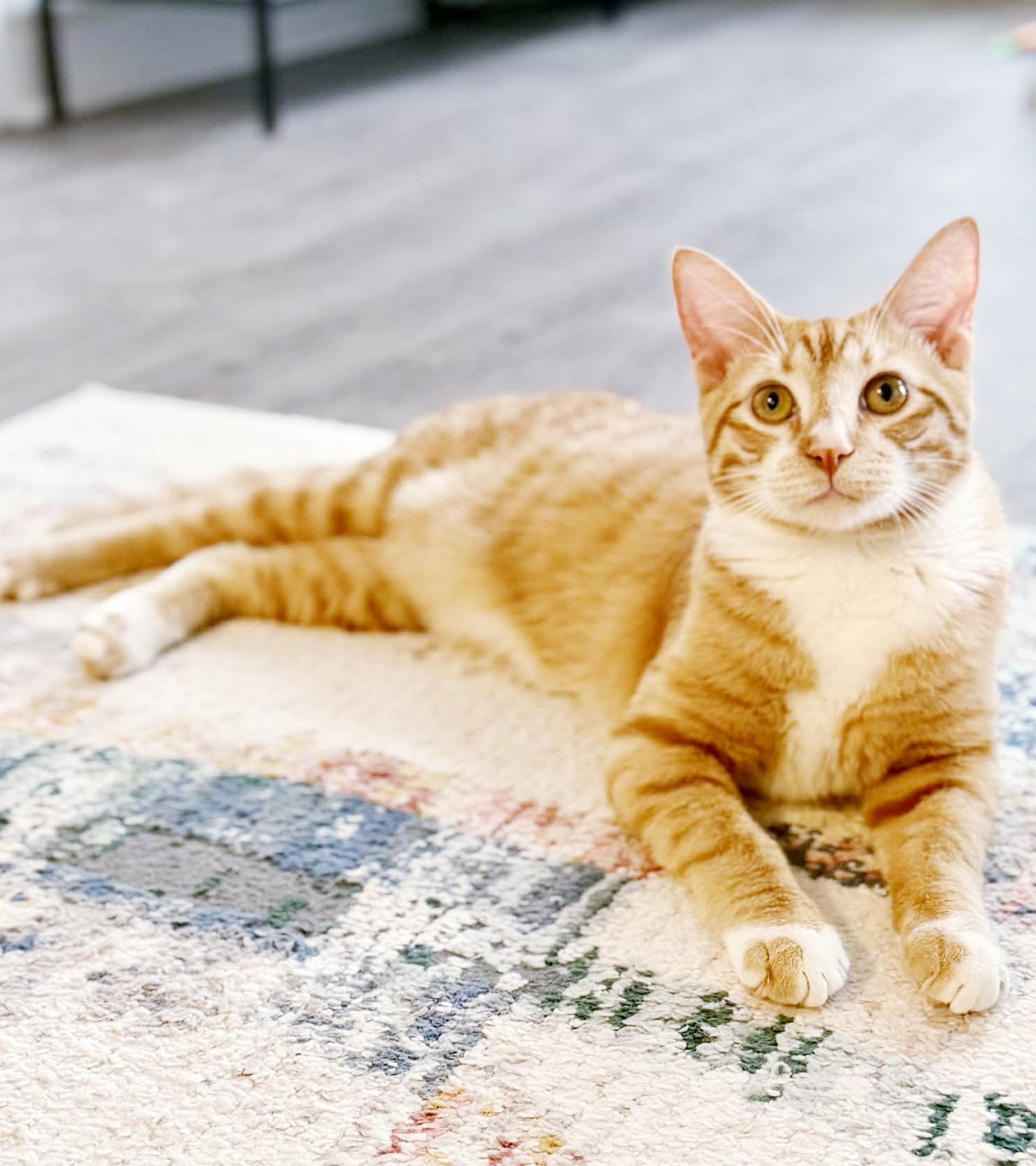 Enlarge Garfield is gentle greatness! Kitten cuddler and old enough be solo cat! VIDEO!, an adoptable Tabby in Bedford Hills, NY image 2/6