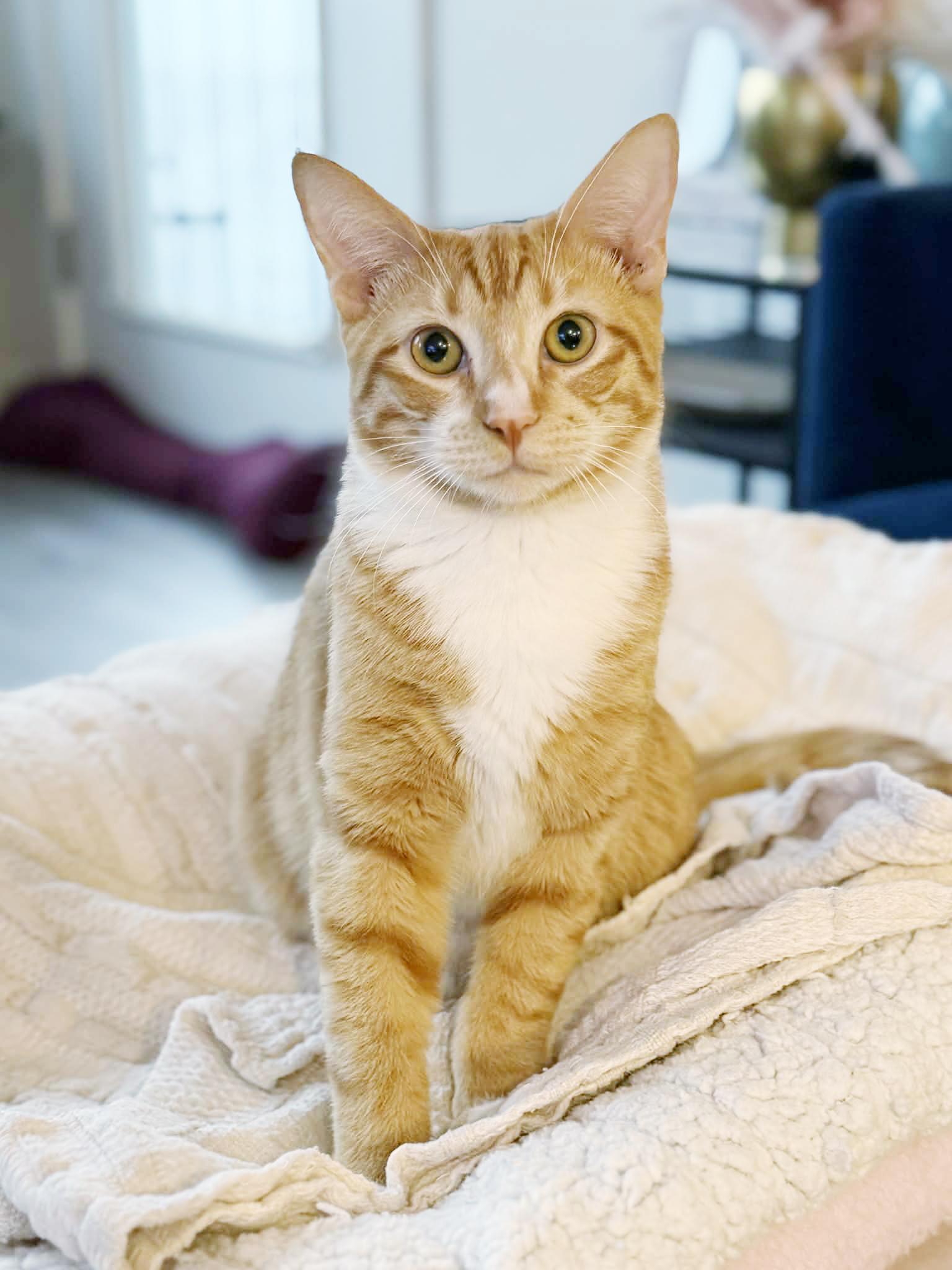Enlarge Garfield is gentle greatness! Kitten cuddler and old enough be solo cat! VIDEO!, an adoptable Tabby in Bedford Hills, NY image 1/6