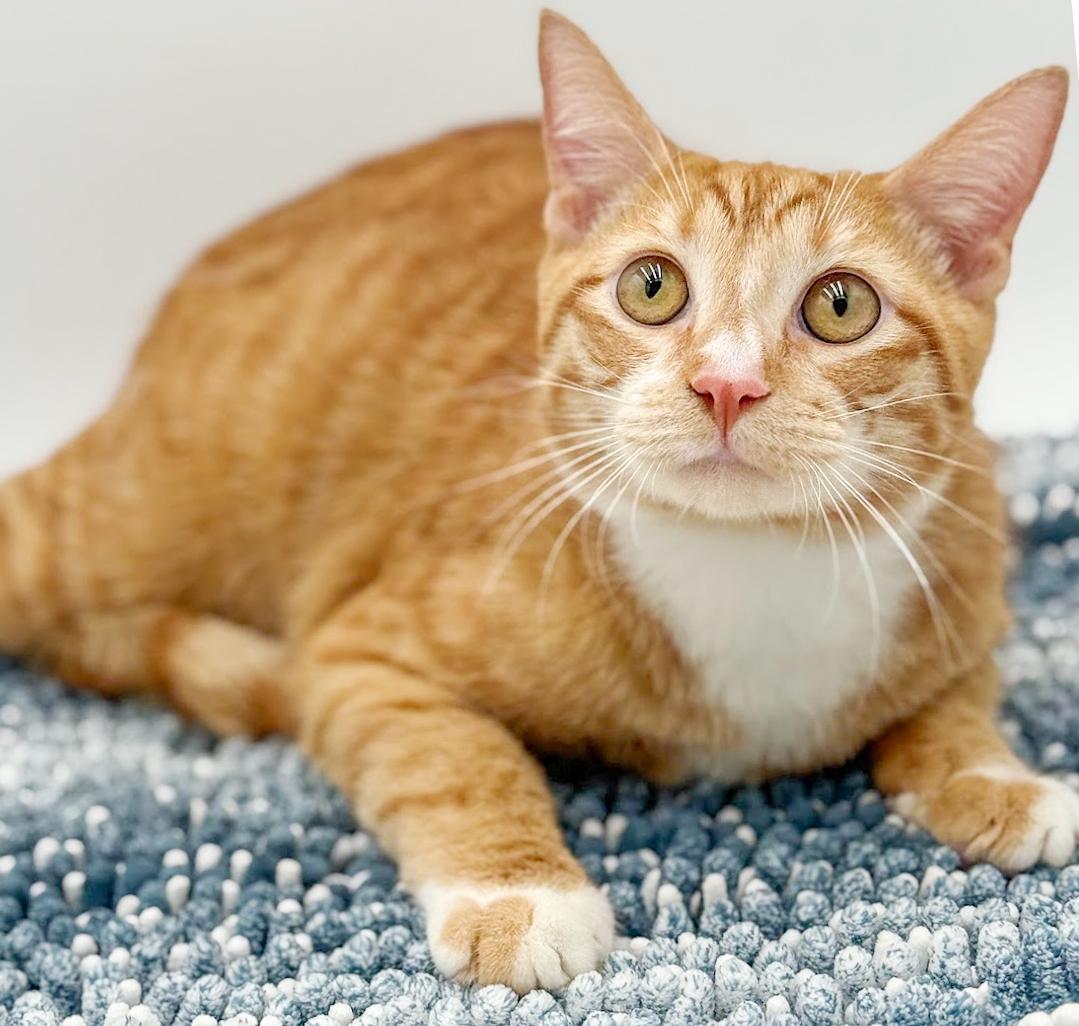Enlarge Garfield is gentle greatness! Kitten cuddler and old enough be solo cat! VIDEO!, an adoptable Tabby in Bedford Hills, NY image 3/6