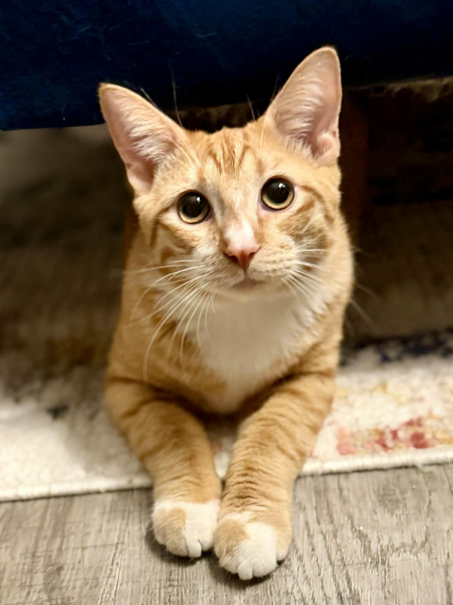 Enlarge Garfield is gentle greatness! Kitten cuddler and old enough be solo cat! VIDEO!, an adoptable Tabby in Bedford Hills, NY image 5/6