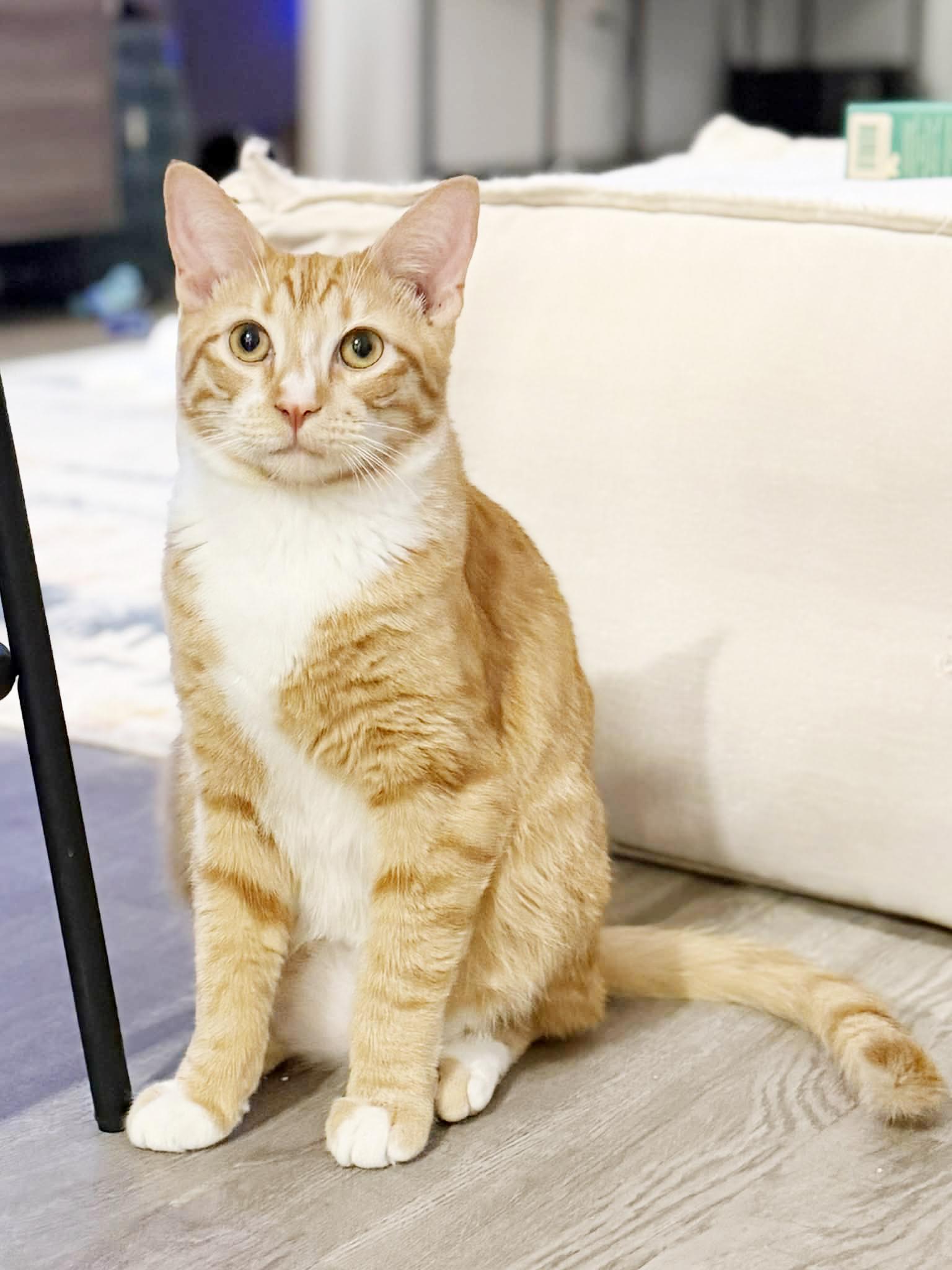 Enlarge Garfield is gentle greatness! Kitten cuddler and old enough be solo cat! VIDEO!, an adoptable Tabby in Bedford Hills, NY image 6/6