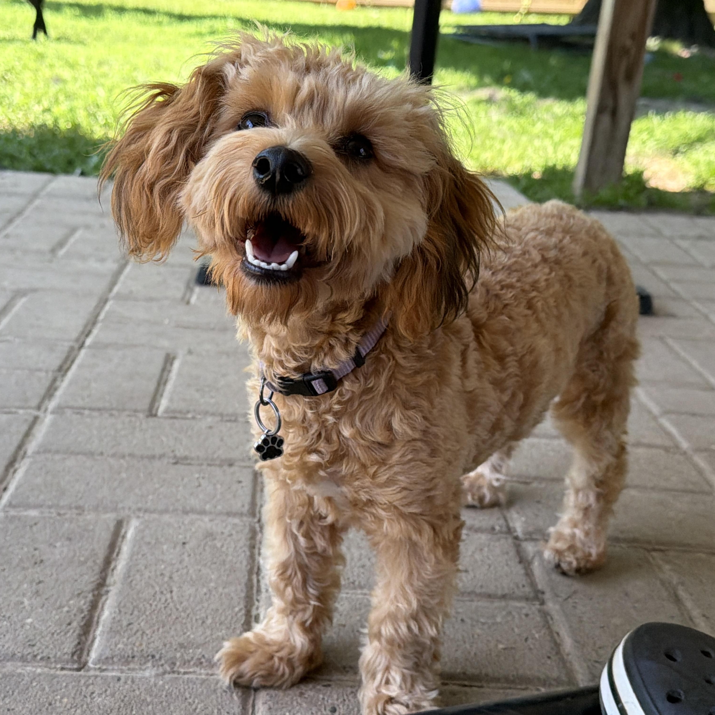 Enlarge Penny, a ADOPTABLE mixed breed in Jeffersonville, IN image 1/6
