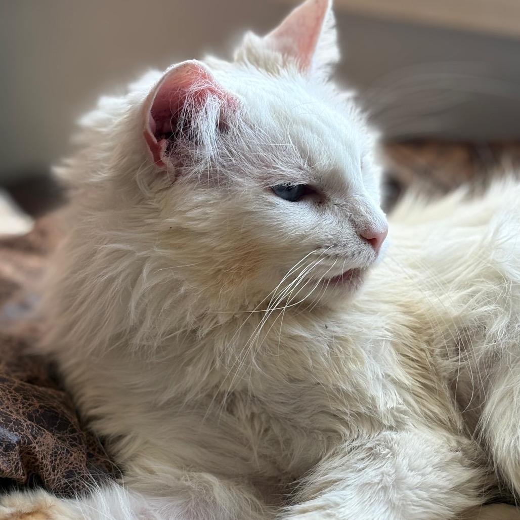 Brie, Adoptable, Adult Female Domestic Long Hair & Ragdoll.