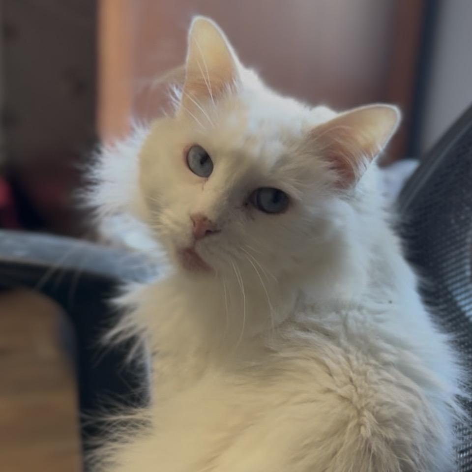 Brie, Adoptable, Adult Female Domestic Long Hair & Ragdoll.