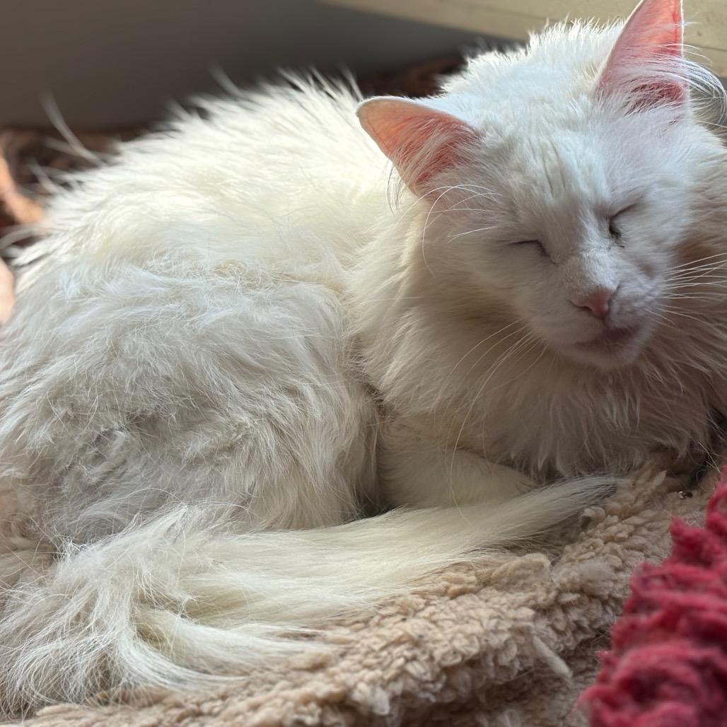 Enlarge Brie, a Adoptable mixed breed in ATOKA, TN image 2/6