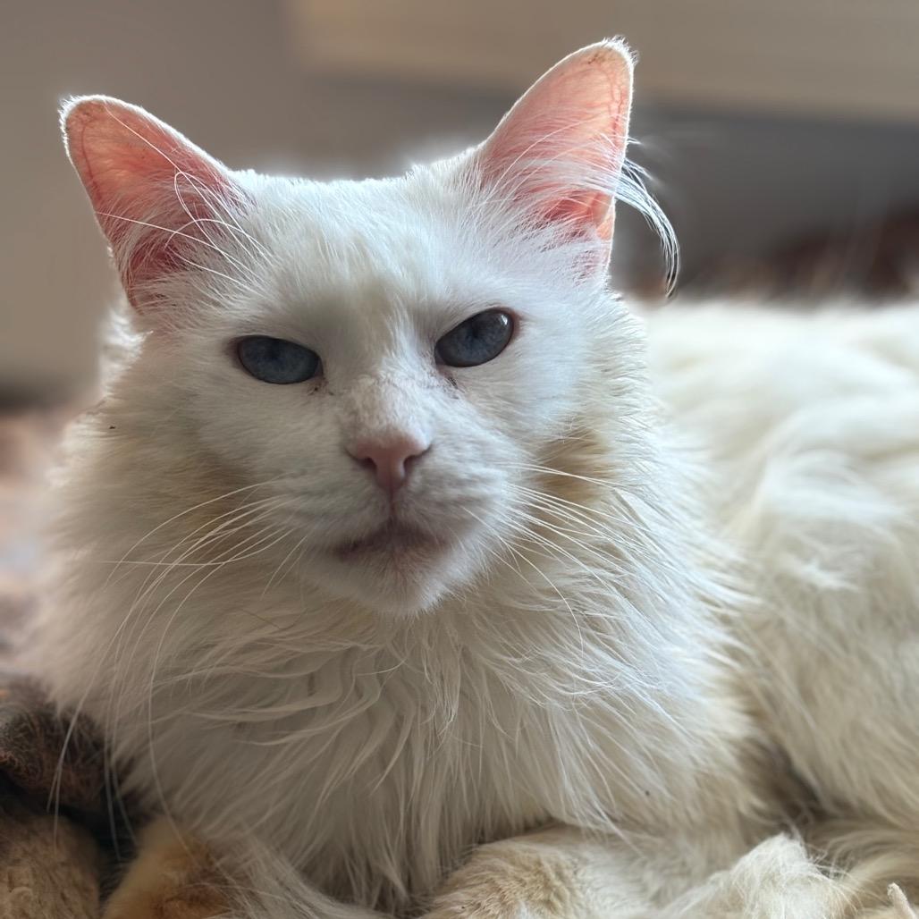 Brie, Adoptable, Adult Female Domestic Long Hair & Ragdoll.