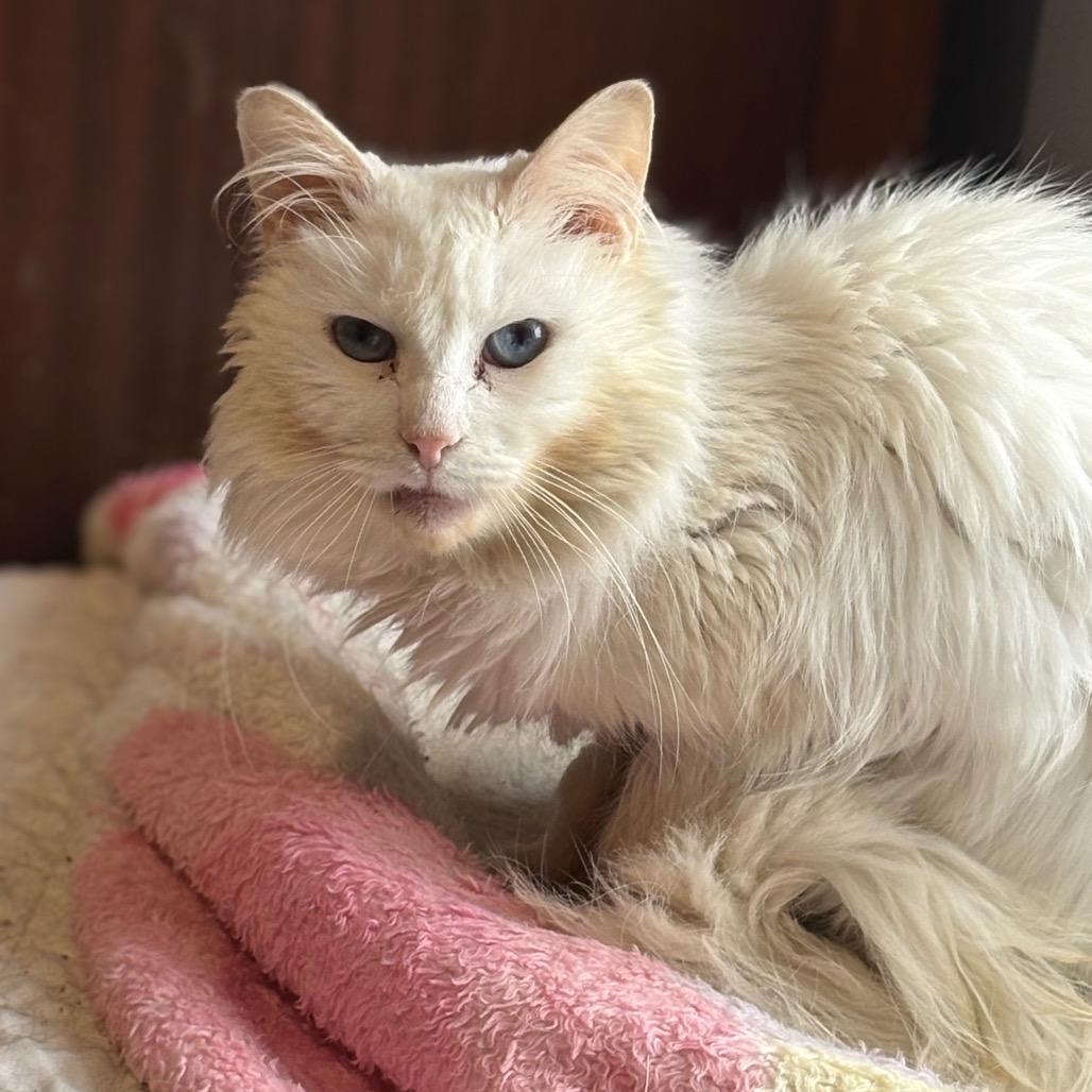 Enlarge Brie, a Adoptable mixed breed in ATOKA, TN image 4/6