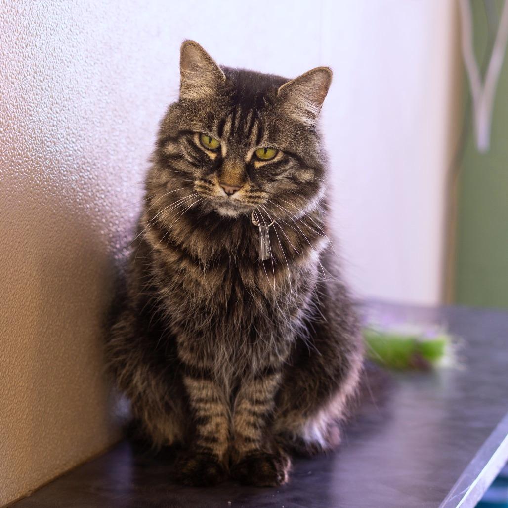 Frankie Momma, Adoptable, Senior Female Domestic Long Hair.