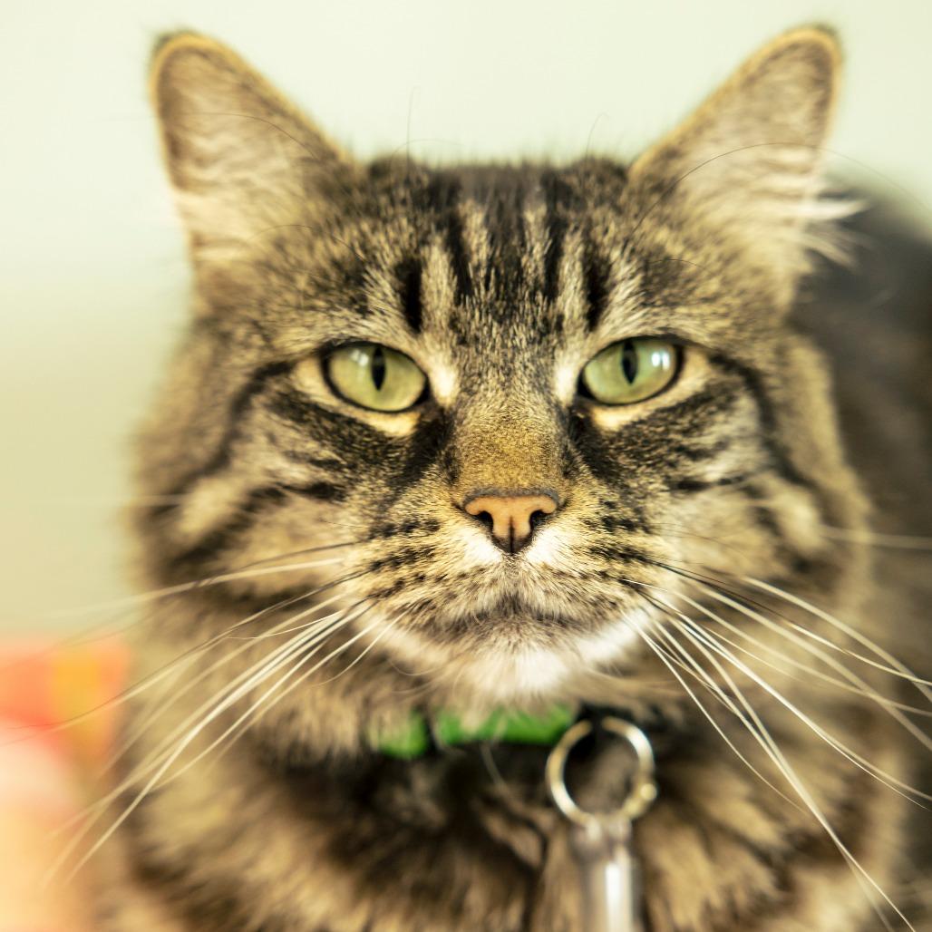Frankie Momma, a Adoptable Domestic Long Hair in Lakewood, CO image 2/6