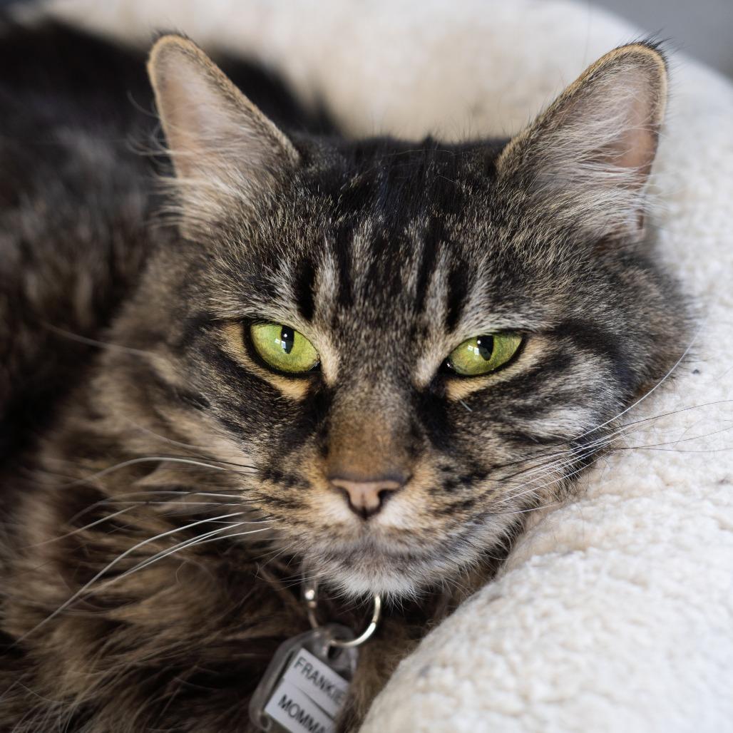 Frankie Momma, a Adoptable Domestic Long Hair in Lakewood, CO image 4/6
