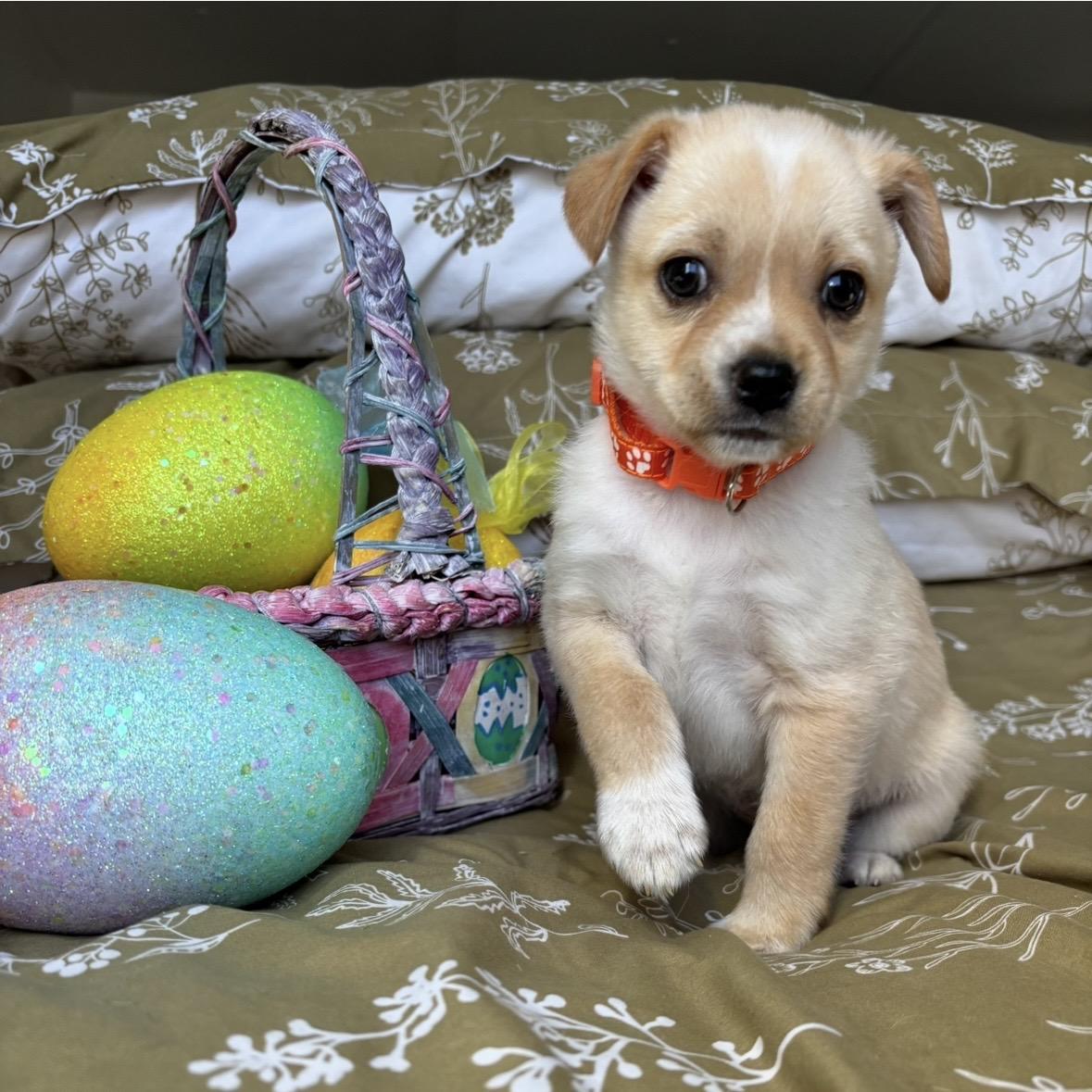 Enlarge Odin, a ADOPTABLE mixed breed in Monroe, WA image 2/5