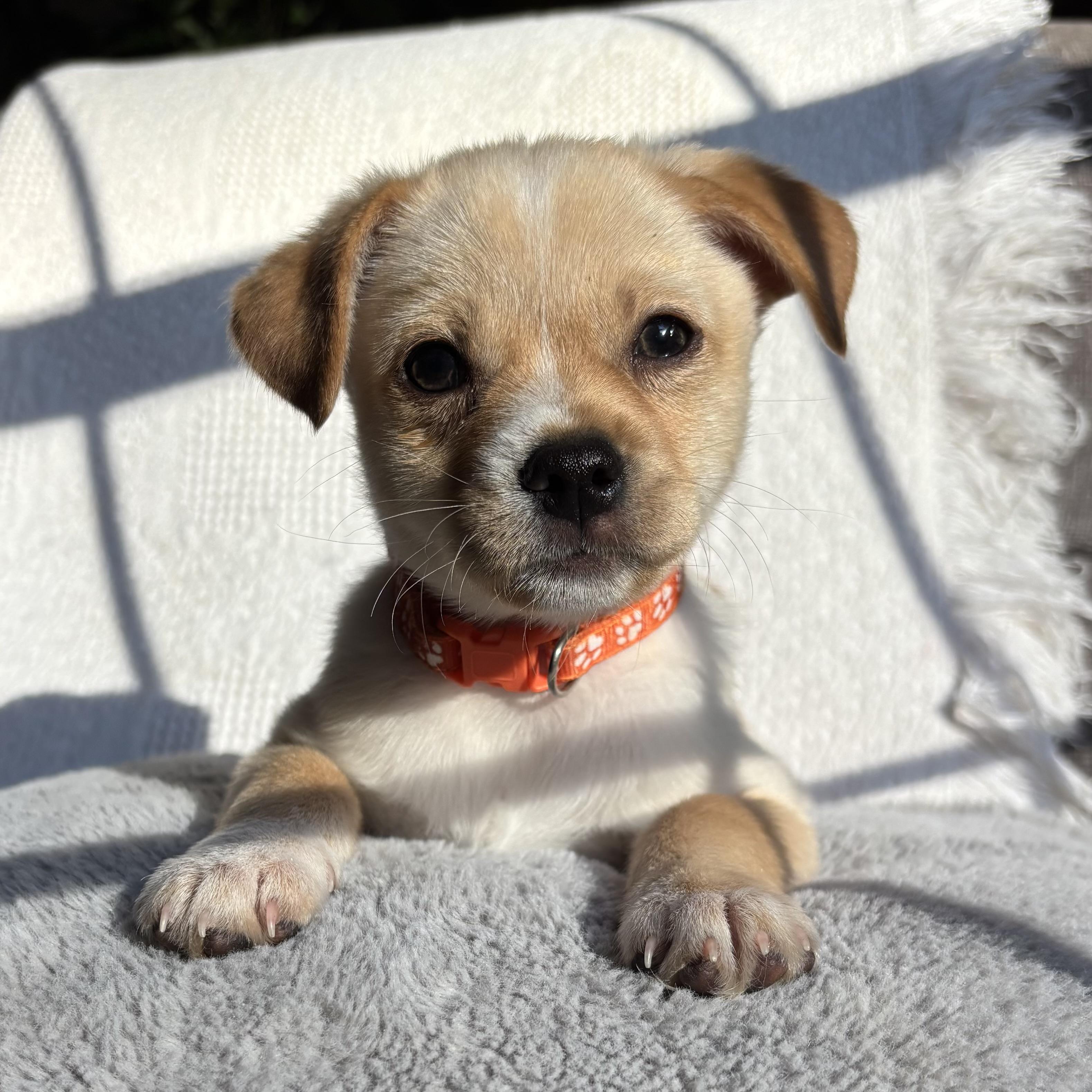 Enlarge Odin, a ADOPTABLE mixed breed in Monroe, WA image 1/5