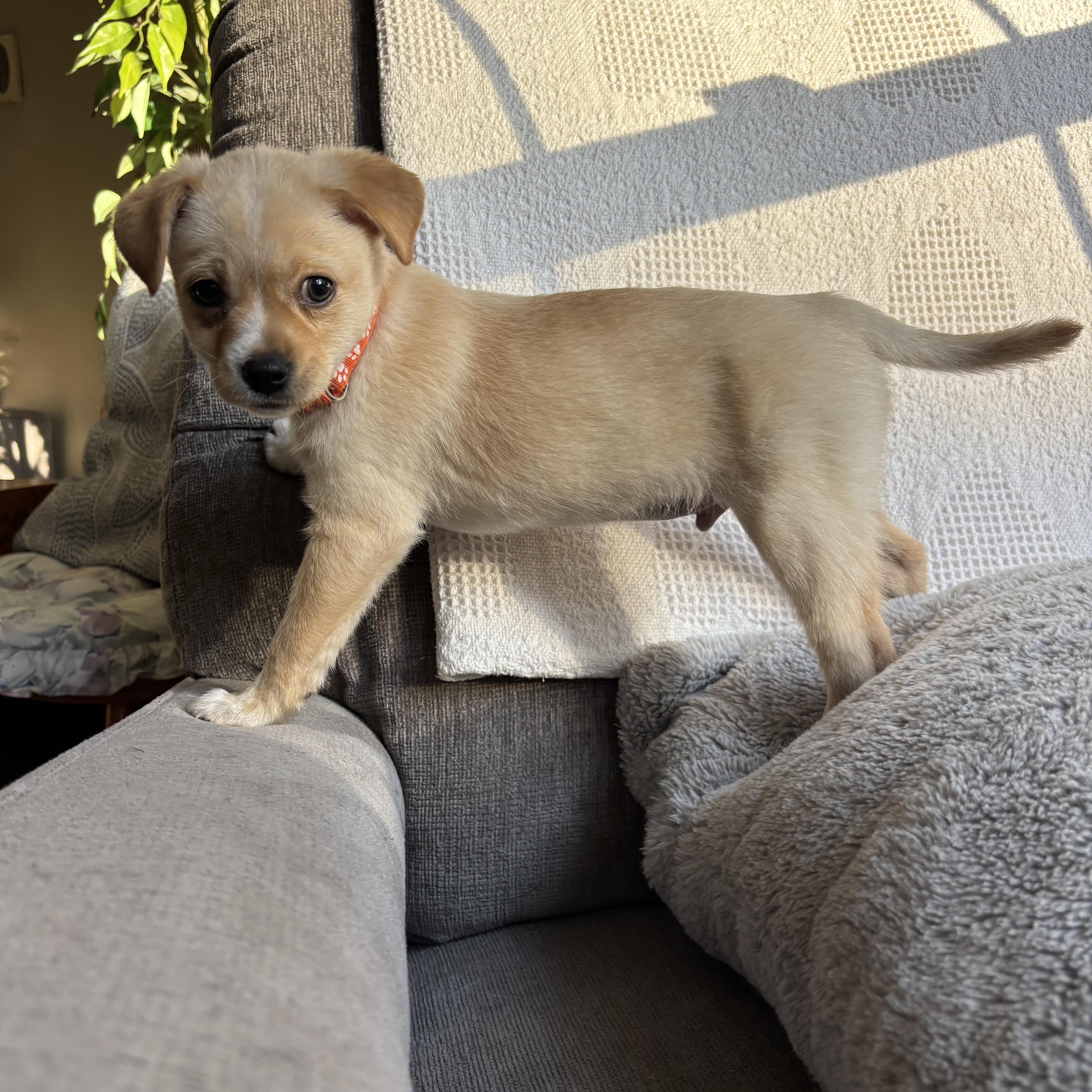 Enlarge Odin, a ADOPTABLE mixed breed in Monroe, WA image 4/5