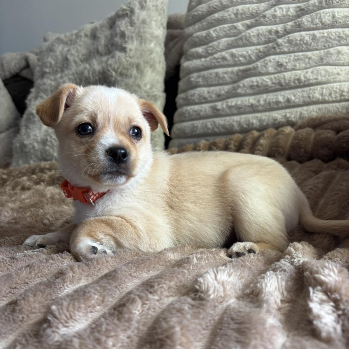 Enlarge Odin, a ADOPTABLE mixed breed in Monroe, WA image 3/5