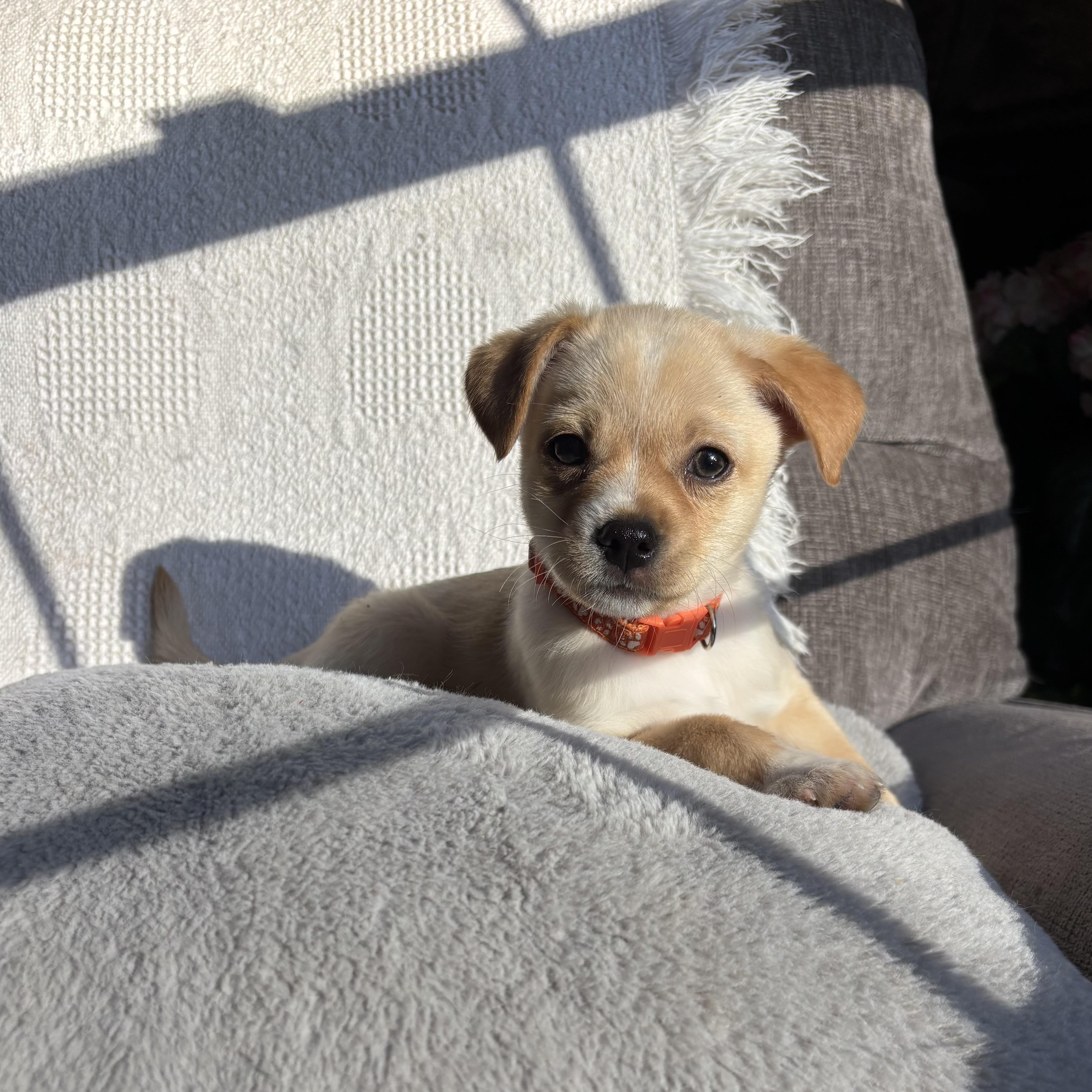 Enlarge Odin, a ADOPTABLE mixed breed in Monroe, WA image 5/5