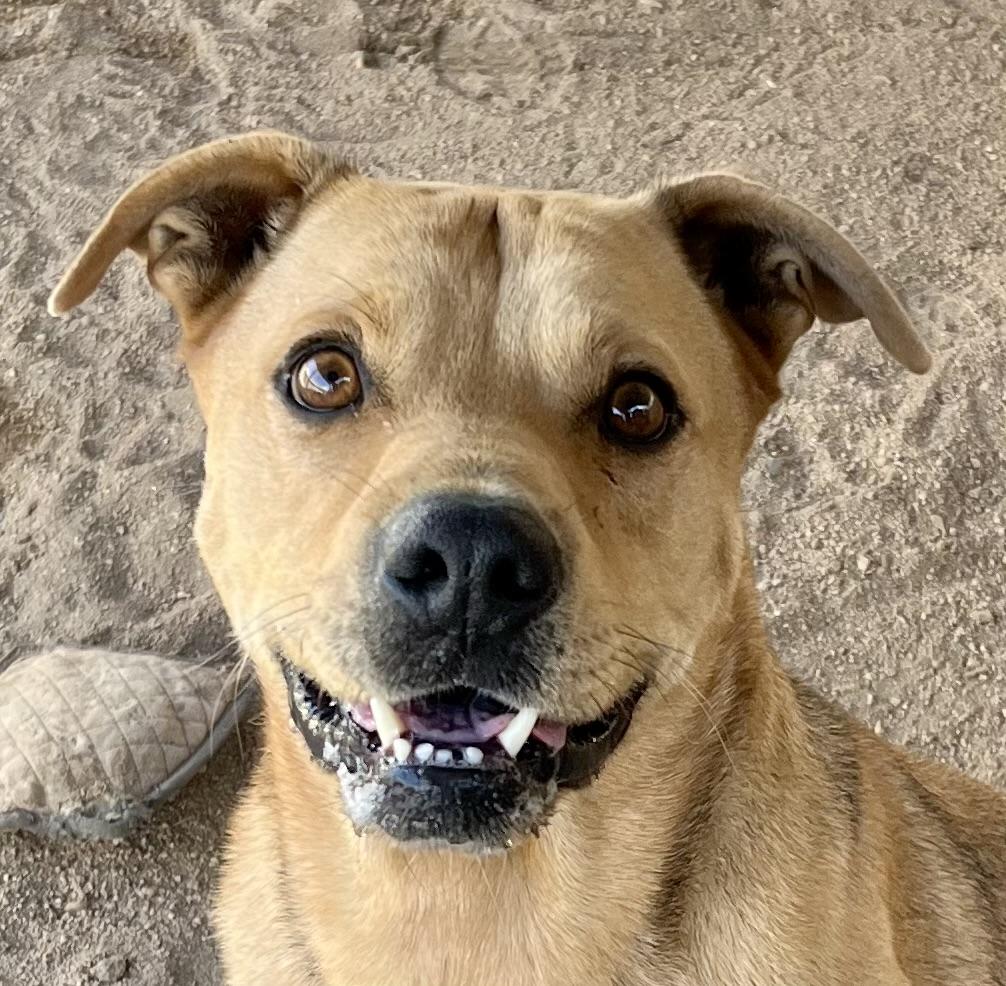 Teddy Bear, a Adoptable mixed breed in Lancaster, CA image 6/6