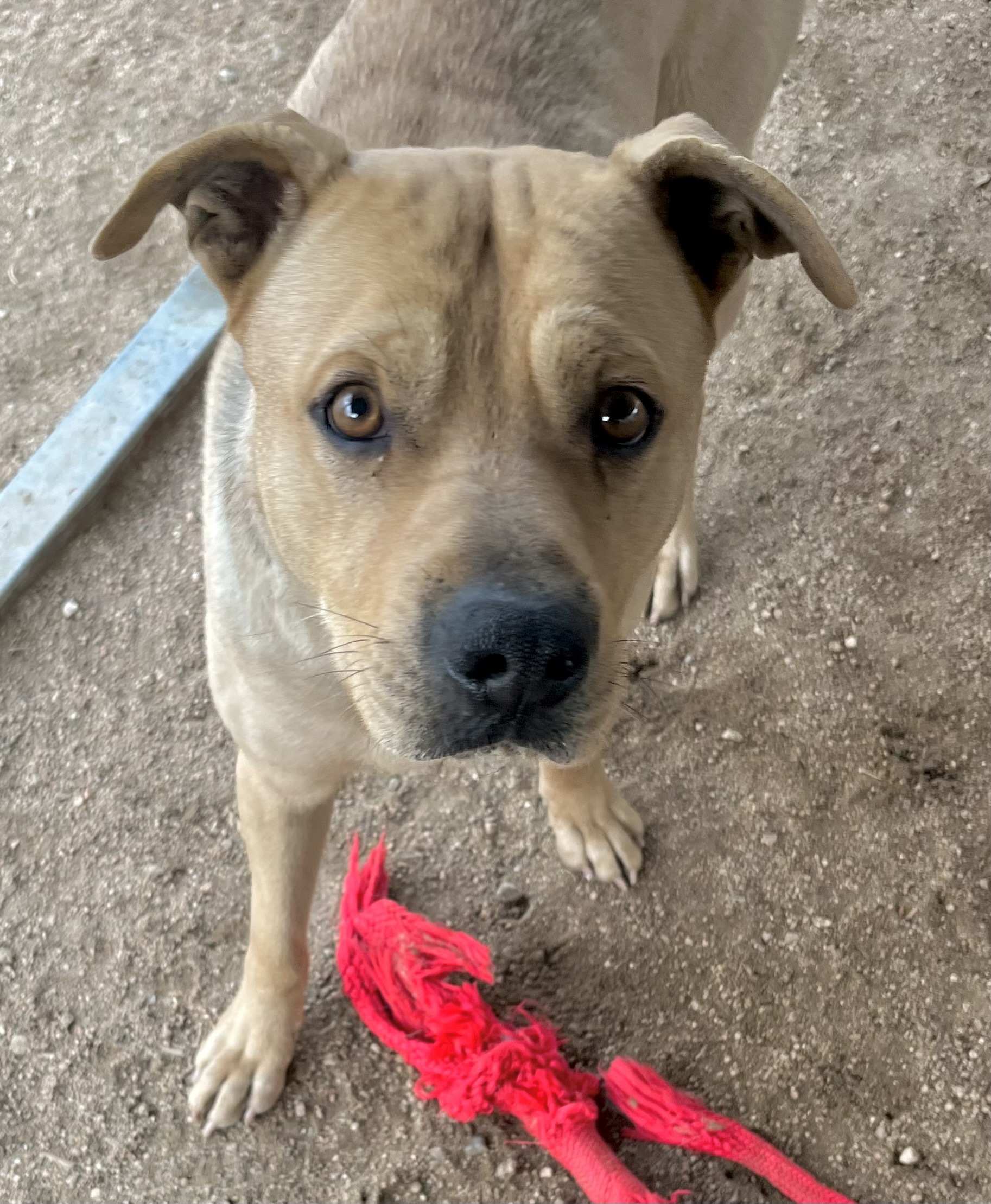 Teddy Bear, a Adoptable mixed breed in Lancaster, CA image 3/6