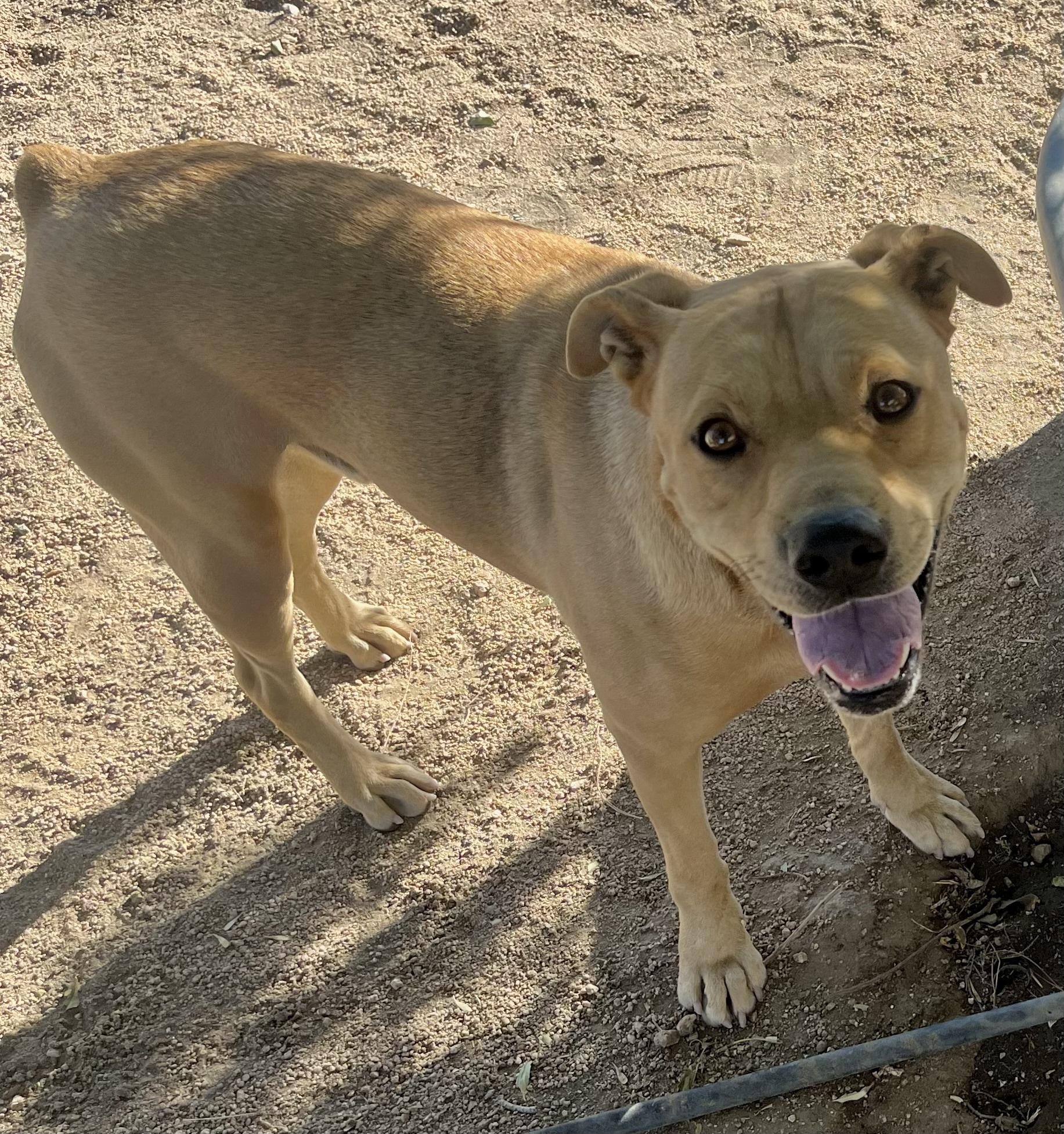 Teddy Bear, a Adoptable mixed breed in Lancaster, CA image 4/6
