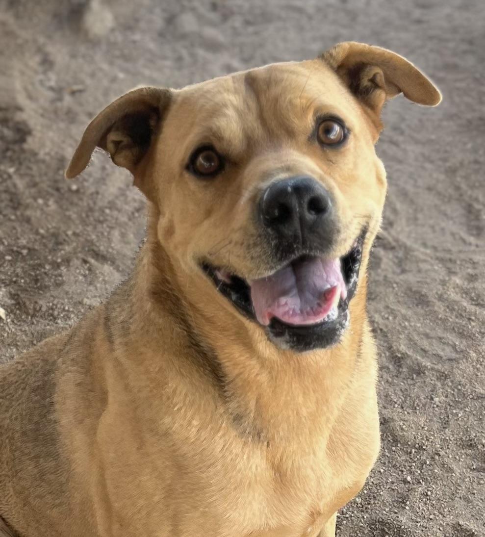 Teddy Bear, a Adoptable mixed breed in Lancaster, CA image 1/6