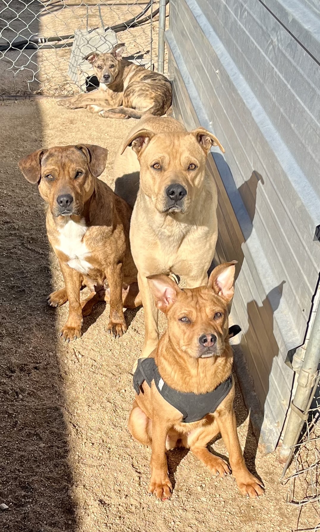 Teddy Bear, a Adoptable mixed breed in Lancaster, CA image 5/6