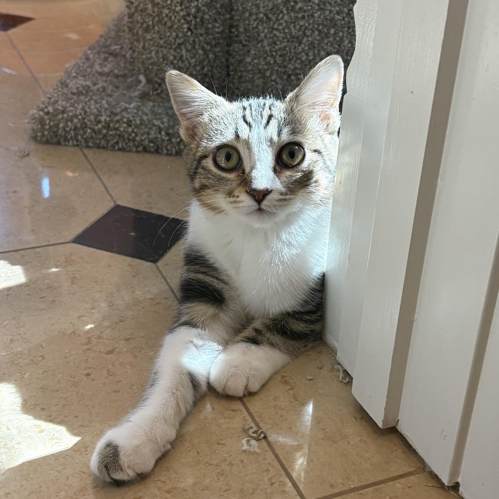 Enlarge Maisie, a Adoptable Domestic Medium Hair in Flower Mound, TX image 3/3