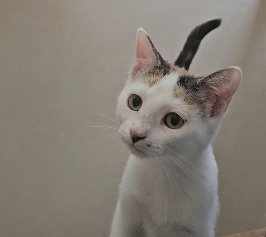 MARIGOLD, ADOPTABLE, Kitten Female American Shorthair.