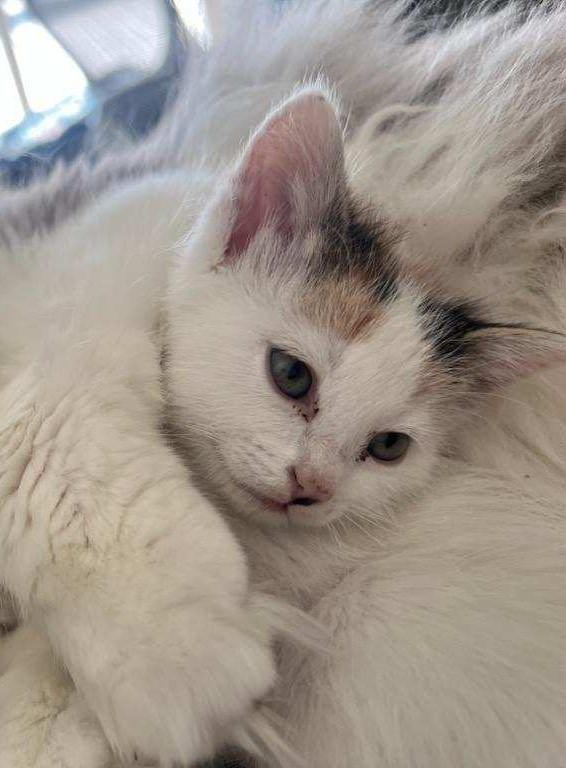 Enlarge MARIGOLD, a ADOPTABLE American Shorthair in Pinedale, WY image 1/1
