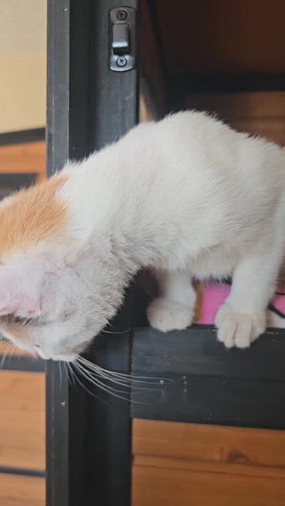 Enlarge MARIGOLD, a ADOPTABLE American Shorthair in Pinedale, WY video 2/3
