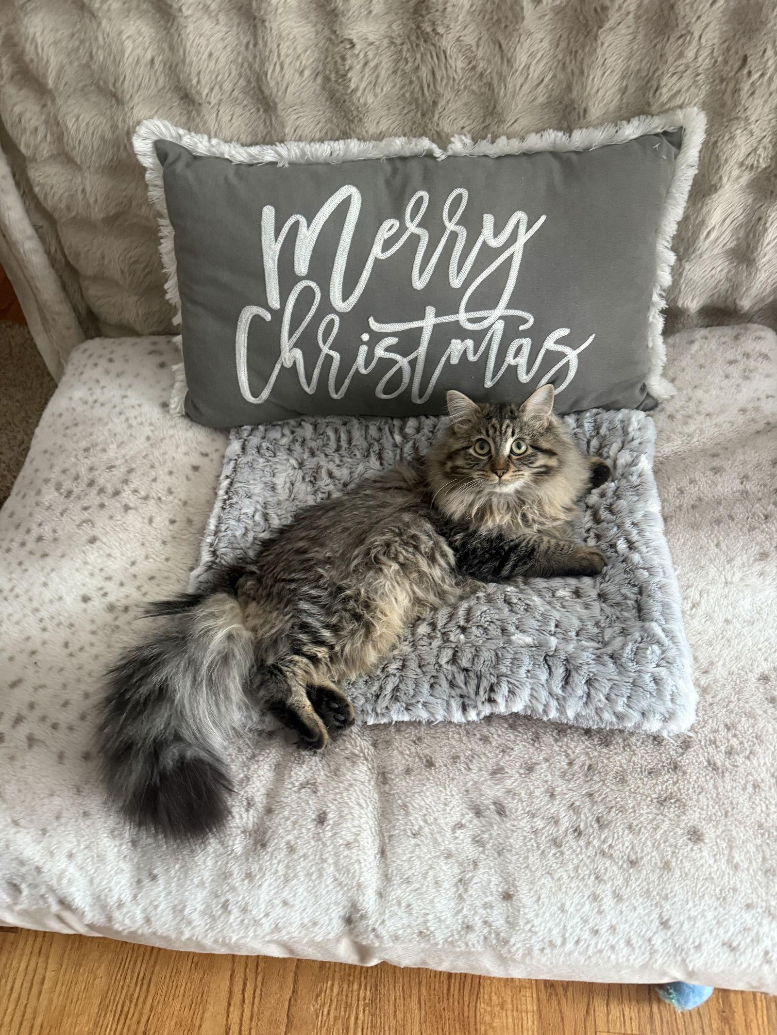 Izzy, a Adoptable Domestic Medium Hair in hinckley, IL image 1/3