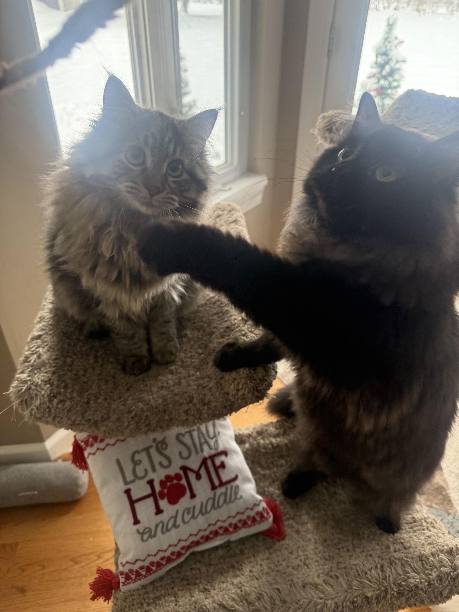 Izzy, a Adoptable Domestic Medium Hair in hinckley, IL image 2/3