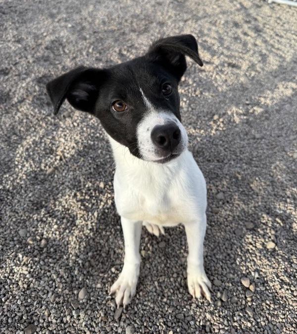 Shadow, a Adoptable mixed breed in Great Falls, MT image 1/6
