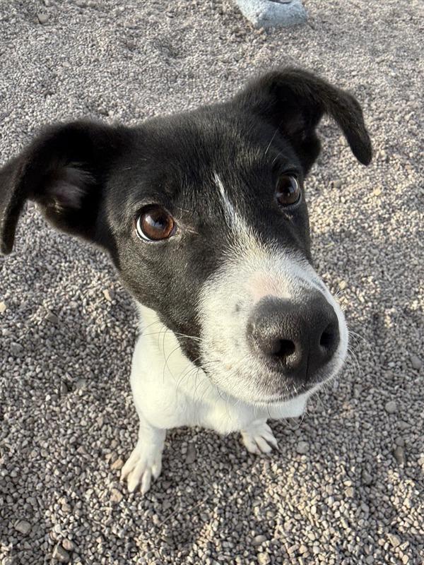 Shadow, a Adoptable mixed breed in Great Falls, MT image 2/6