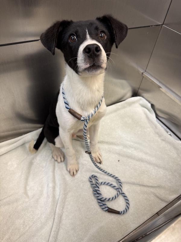 Shadow, a Adoptable mixed breed in Great Falls, MT image 3/6