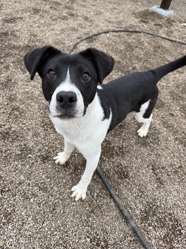 Shadow, a Adoptable mixed breed in Great Falls, MT image 4/6