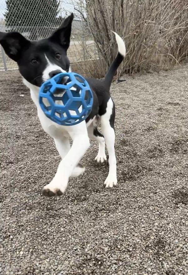 Shadow, a Adoptable mixed breed in Great Falls, MT image 5/6