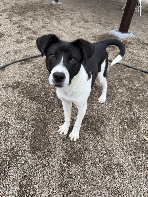 Shadow, a Adoptable mixed breed in Great Falls, MT image 6/6
