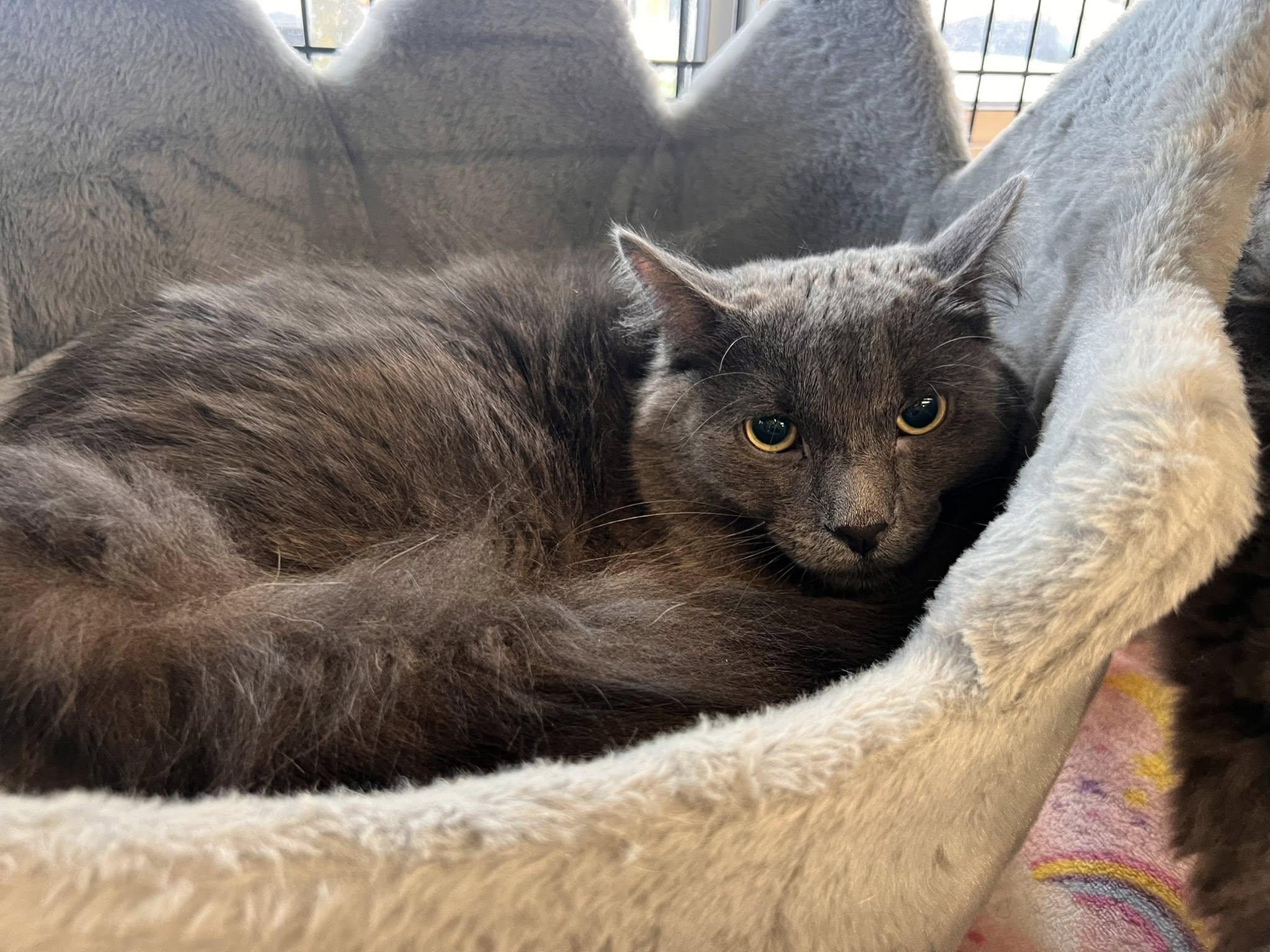 Pretzel, an adopted Domestic Long Hair in Cleveland, OH image 4/4