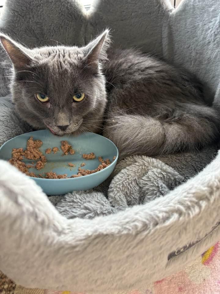 Pretzel, an adopted Domestic Long Hair in Cleveland, OH image 3/4