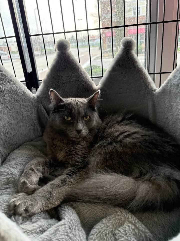 Pretzel, an adopted Domestic Long Hair in Cleveland, OH image 2/4