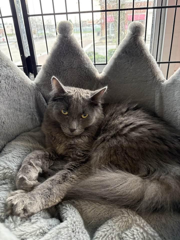 Pretzel, an adopted Domestic Long Hair in Cleveland, OH image 1/4