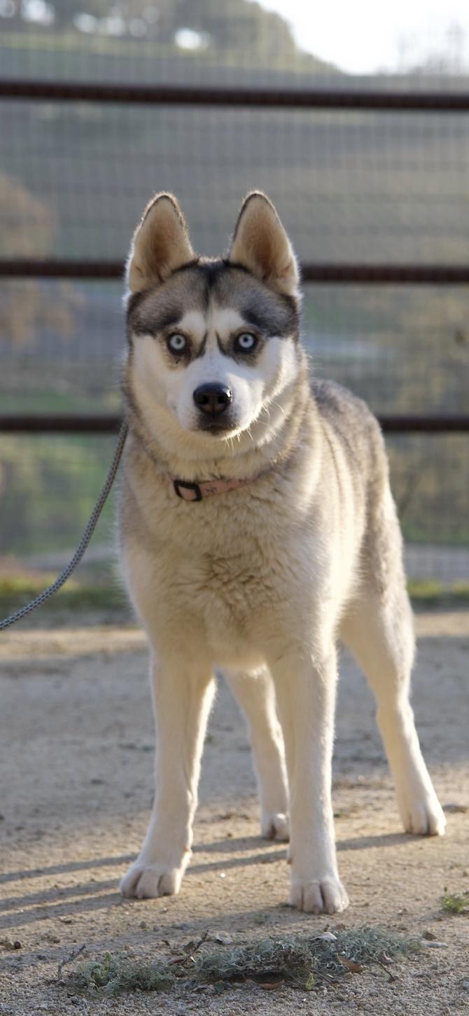 Candace, Adoptable, Adult Female Husky.